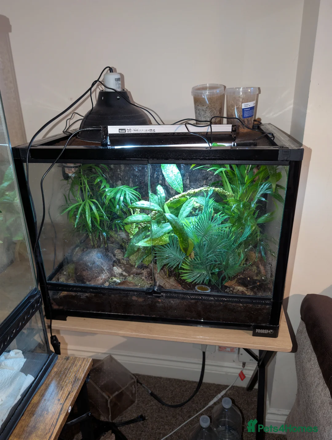 Gecko reptiles for sale: Mourning geckos  - Advert 2