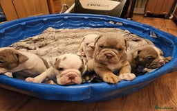 Olde English Bulldogge dogs for sale: Puppies 07931561727 - Image 12