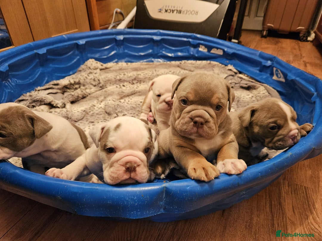 Olde English Bulldogge dogs for sale: Puppies 07931561727 - Image 12