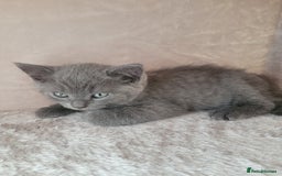 British Shorthair cats for sale:  two boys and one girl. - Image 4
