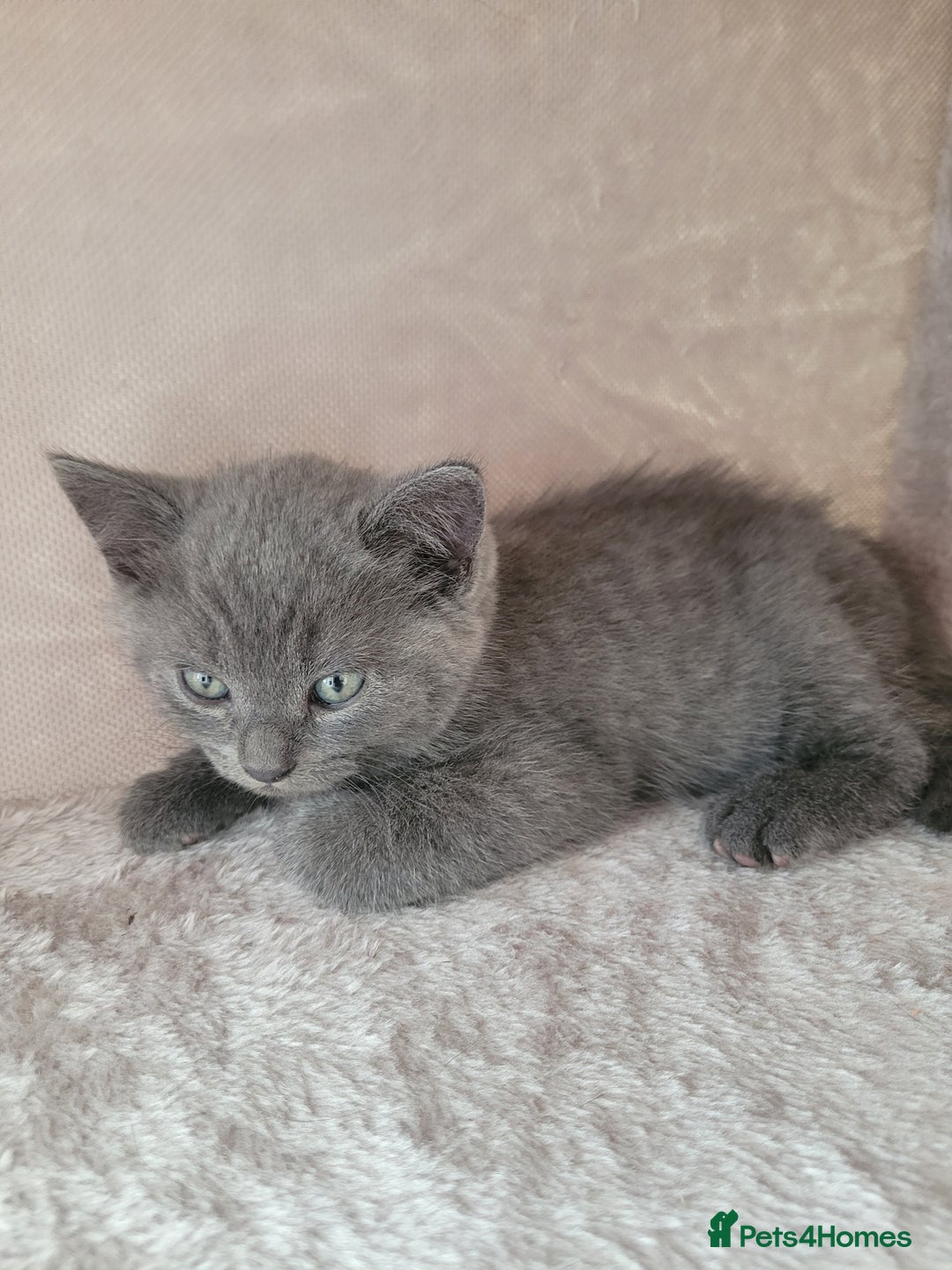 British Shorthair cats for sale:  two boys and one girl. - Image 4