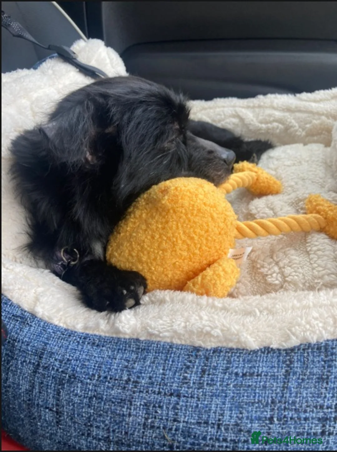 Mixed Breed dogs for adoption: Sweet boy, Skye, tiny and affectionate! In Essex  in Romford - Advert 2