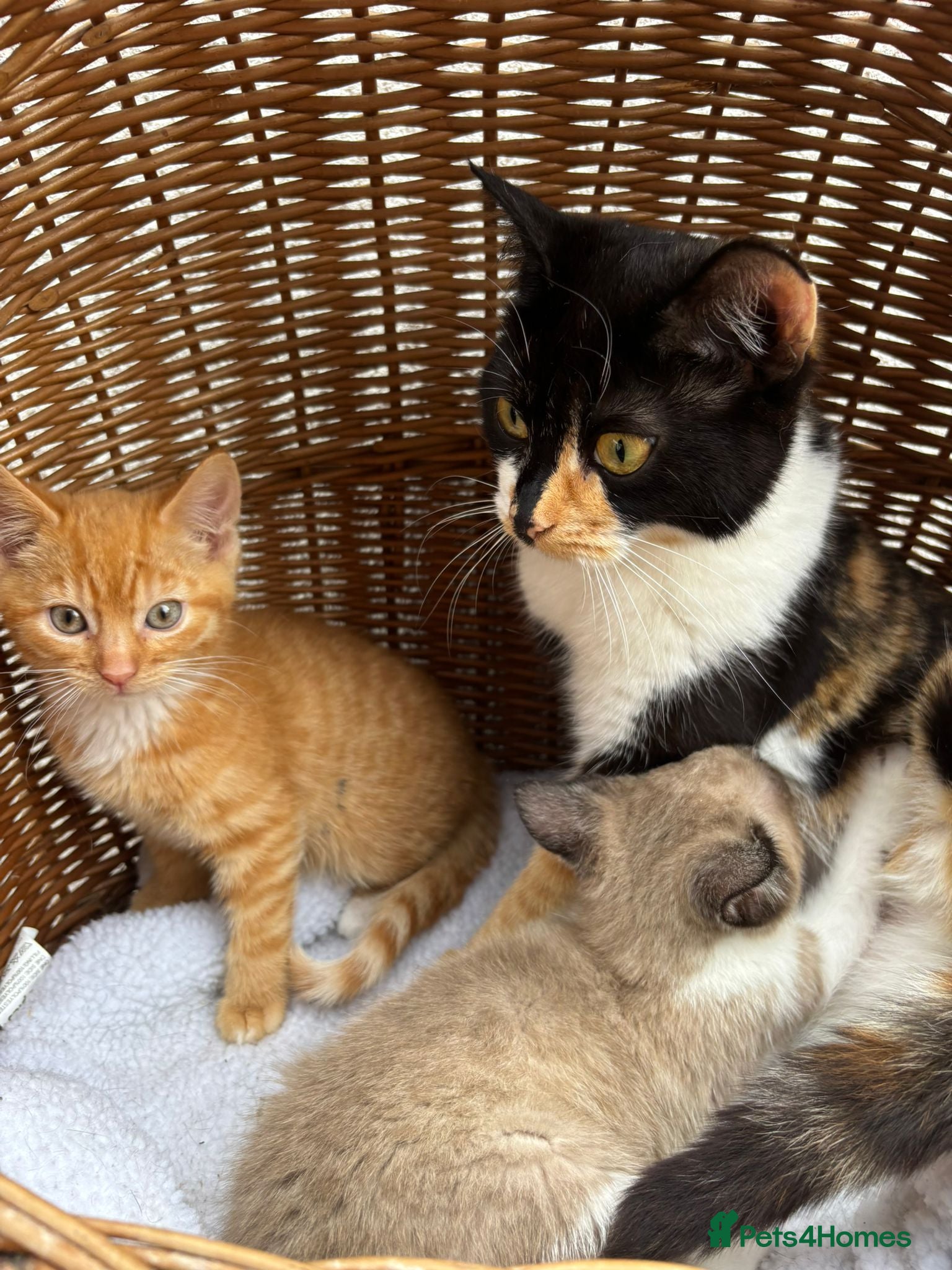 Mixed Breed cats Calico kittens  - Advert 1