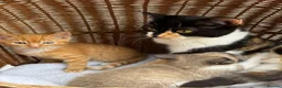 Mixed Breed cats for sale: Calico kittens  - Advert 1