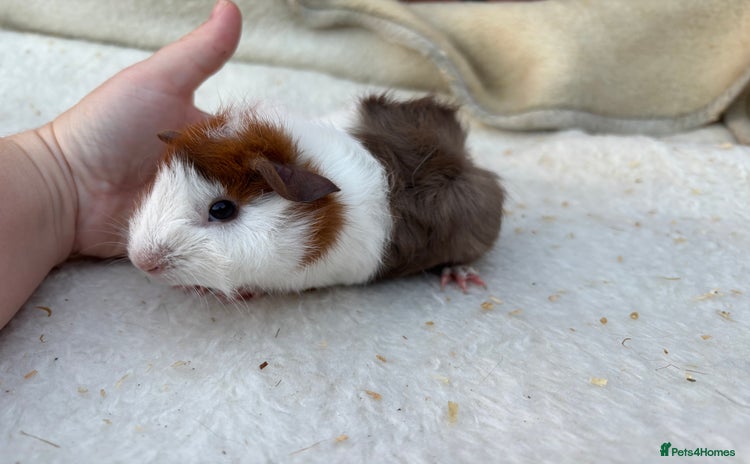 Guinea Pig rodents - Advert 2