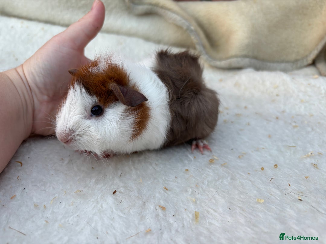Guinea Pig rodents for sale: Female guinea pig - Image 1