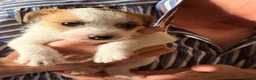 Parson Russell dogs for sale: Two Beautiful Parson Russell puppies - Advert 5