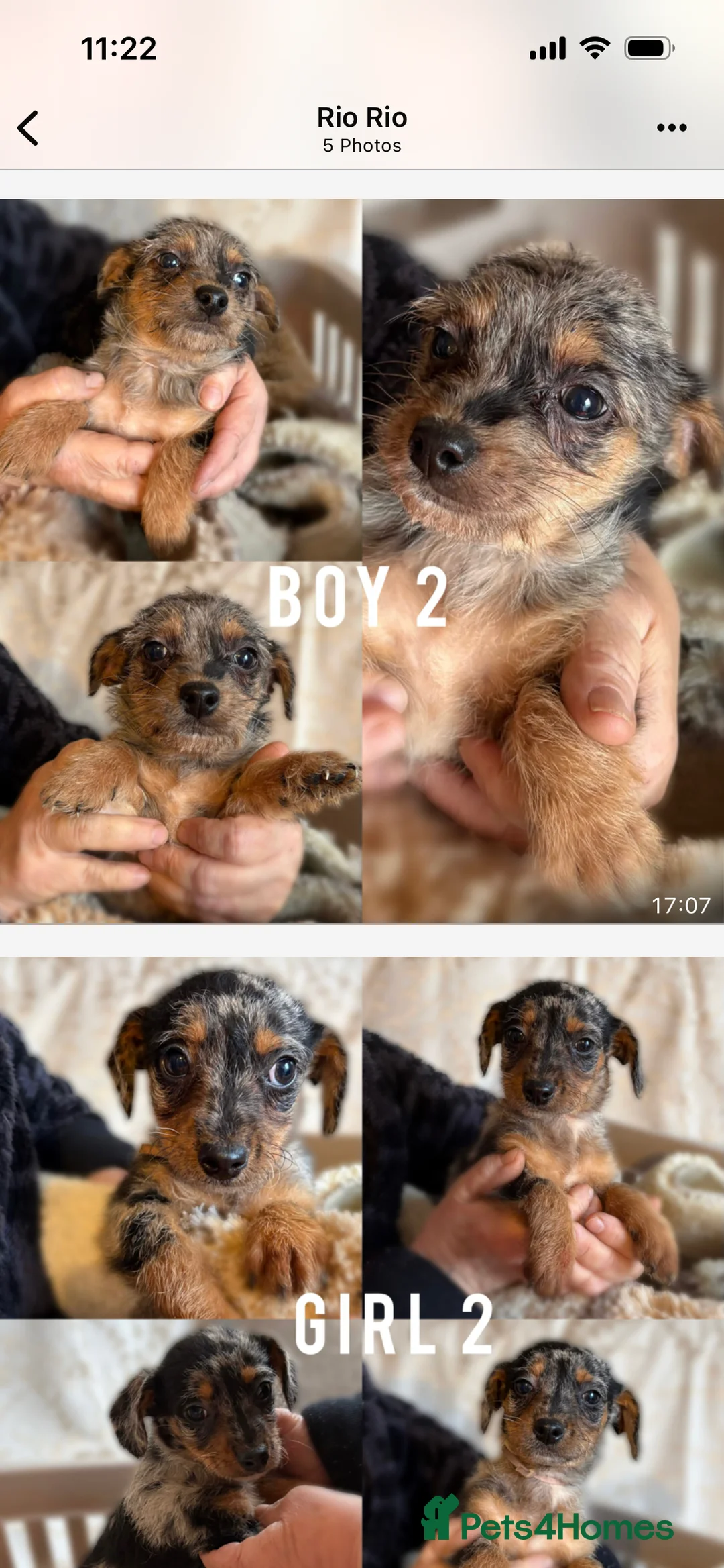 Jackapoo dogs for sale: Jackapoo puppies - Advert 4