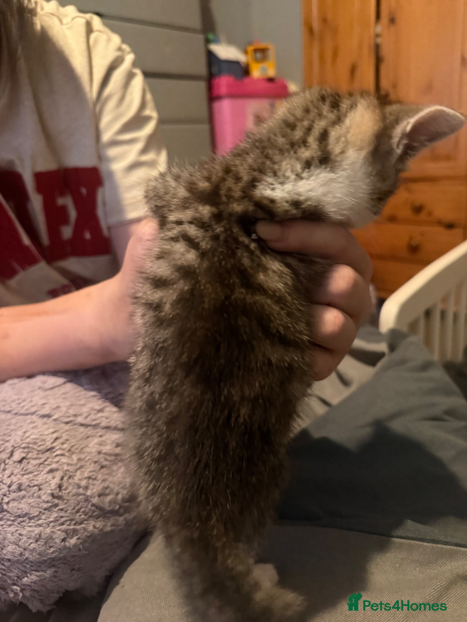 Mixed Breed cats for sale: Two tabby female kittens - Advert 2