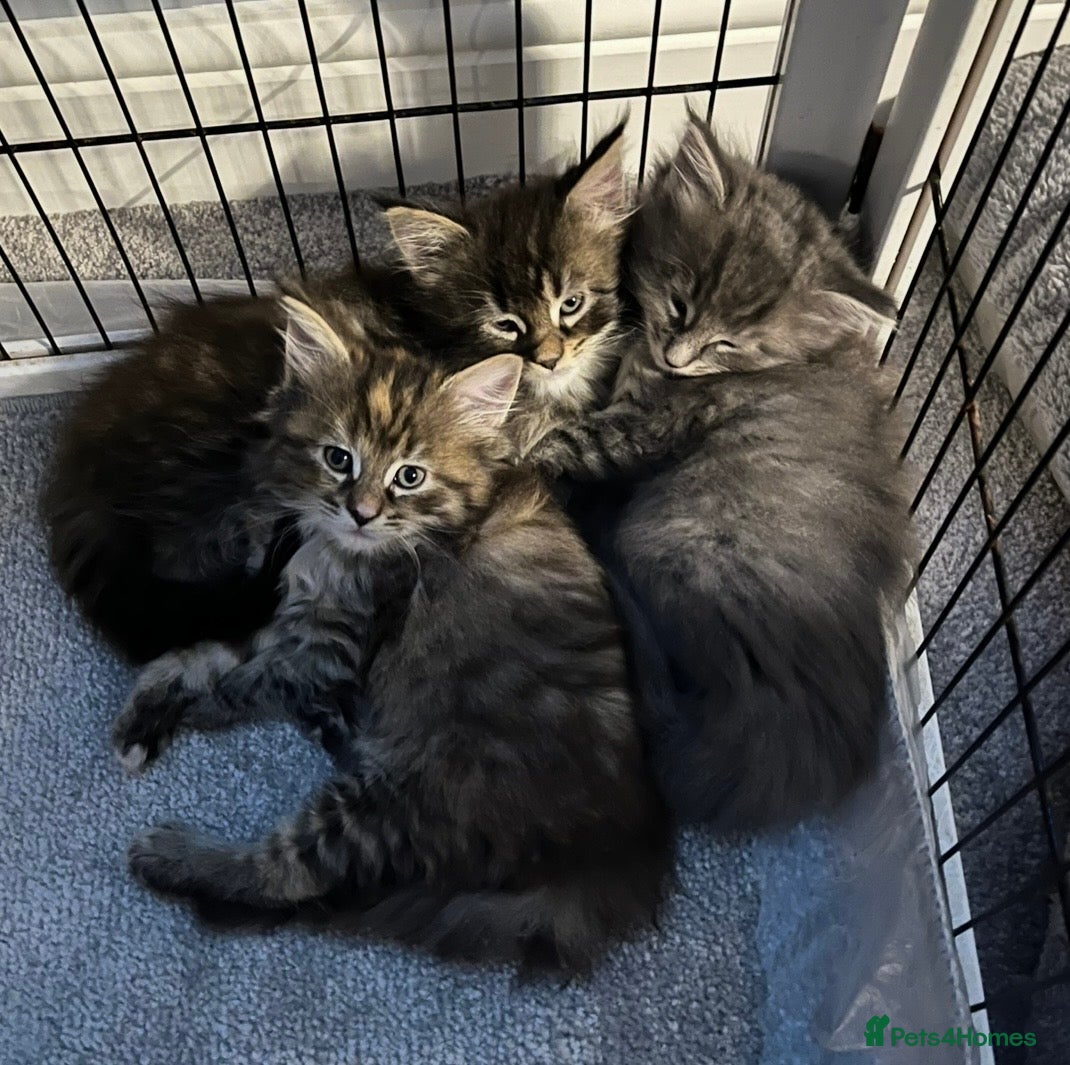 Maine Coon cats Stunning Maine Coon Kittens - Advert 3