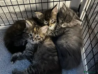 Maine Coon cats Stunning Maine Coon Kittens - Advert 10