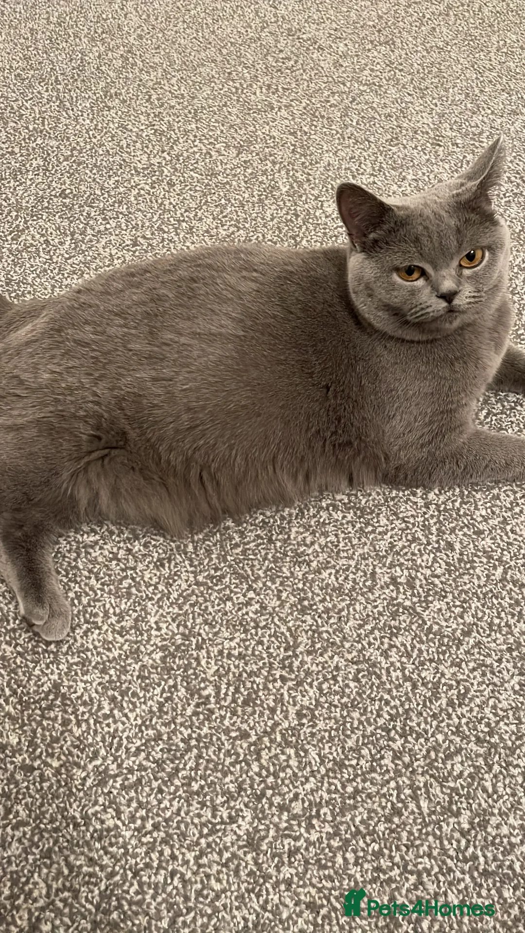 British Shorthair cats for sale: BRITISH SHORTHAIR KITTENS (registered) - Advert 21