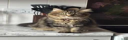 Mixed Breed cats for sale: Adorable fluffy kittens  in Ipswich - Advert 8