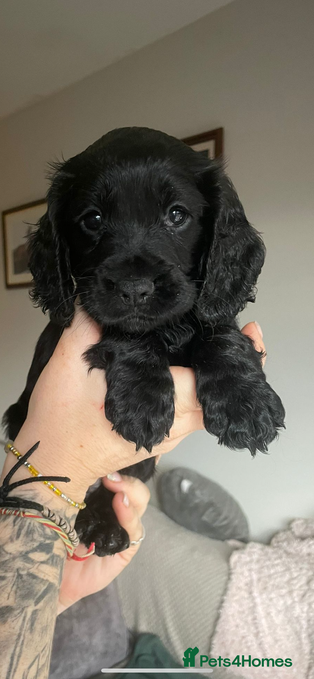 Cocker Spaniel dogs for sale: Beautiful kc registered working cocker spaniels - Advert 11
