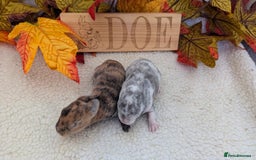 Rex rabbits for sale: Mini rex waiting list open  - Image 6