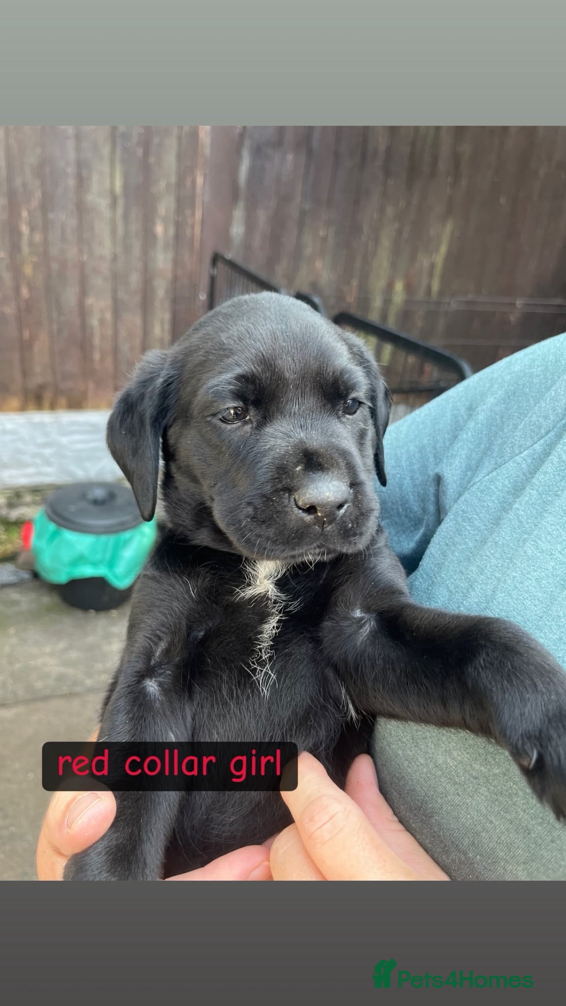 Labrador Retriever dogs Pedigree Black Labradors boys and girls  - Advert 13