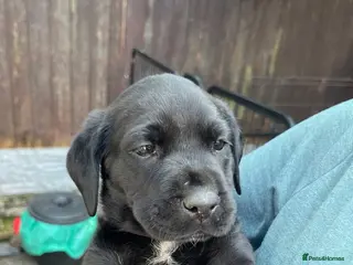 Labrador Retriever dogs Pedigree Black Labradors boys and girls - Advert 13