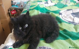 Persian cats for sale: Persian kittens  - Image 3
