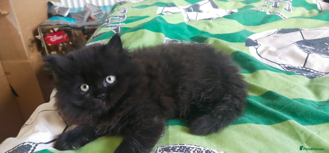 Persian cats for sale: Persian kittens  - Image 3