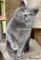 British Shorthair cats Super Import For Stud in London - Advert 5