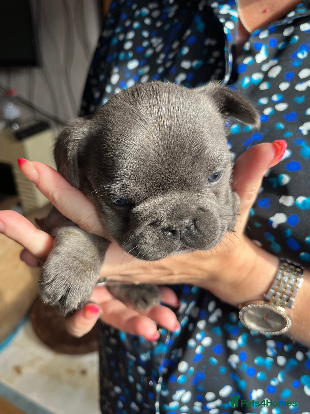 French Bulldog dogs for sale: Puppies for sale - Image 3
