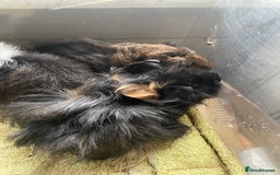 Guinea Pig rodents for sale: Male guinea pigs  - Image 1