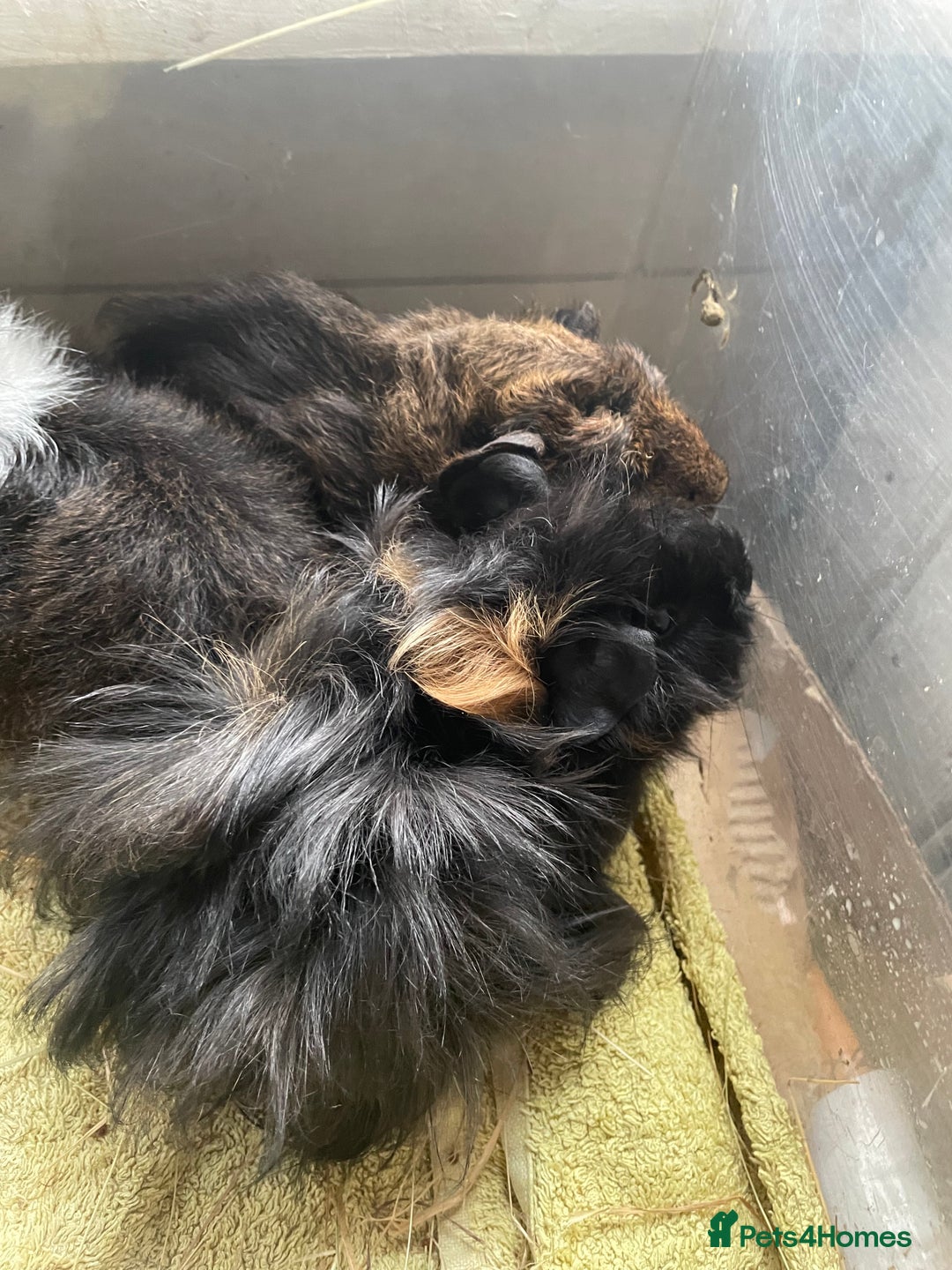 Guinea Pig rodents for sale: Male guinea pigs  - Image 1