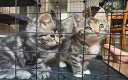 Mixed Breed cats for sale: 2 1/2 Bengal boys left  - Image 12