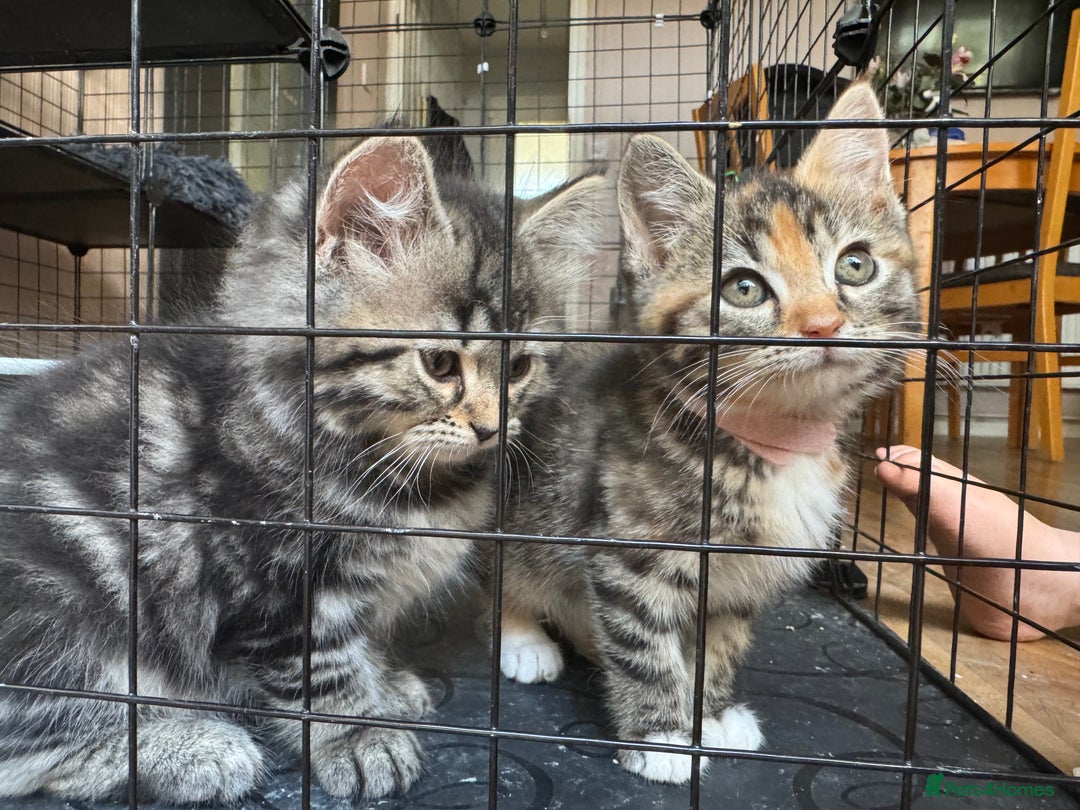Mixed Breed cats for sale: 2 1/2 Bengal boys left  - Image 12