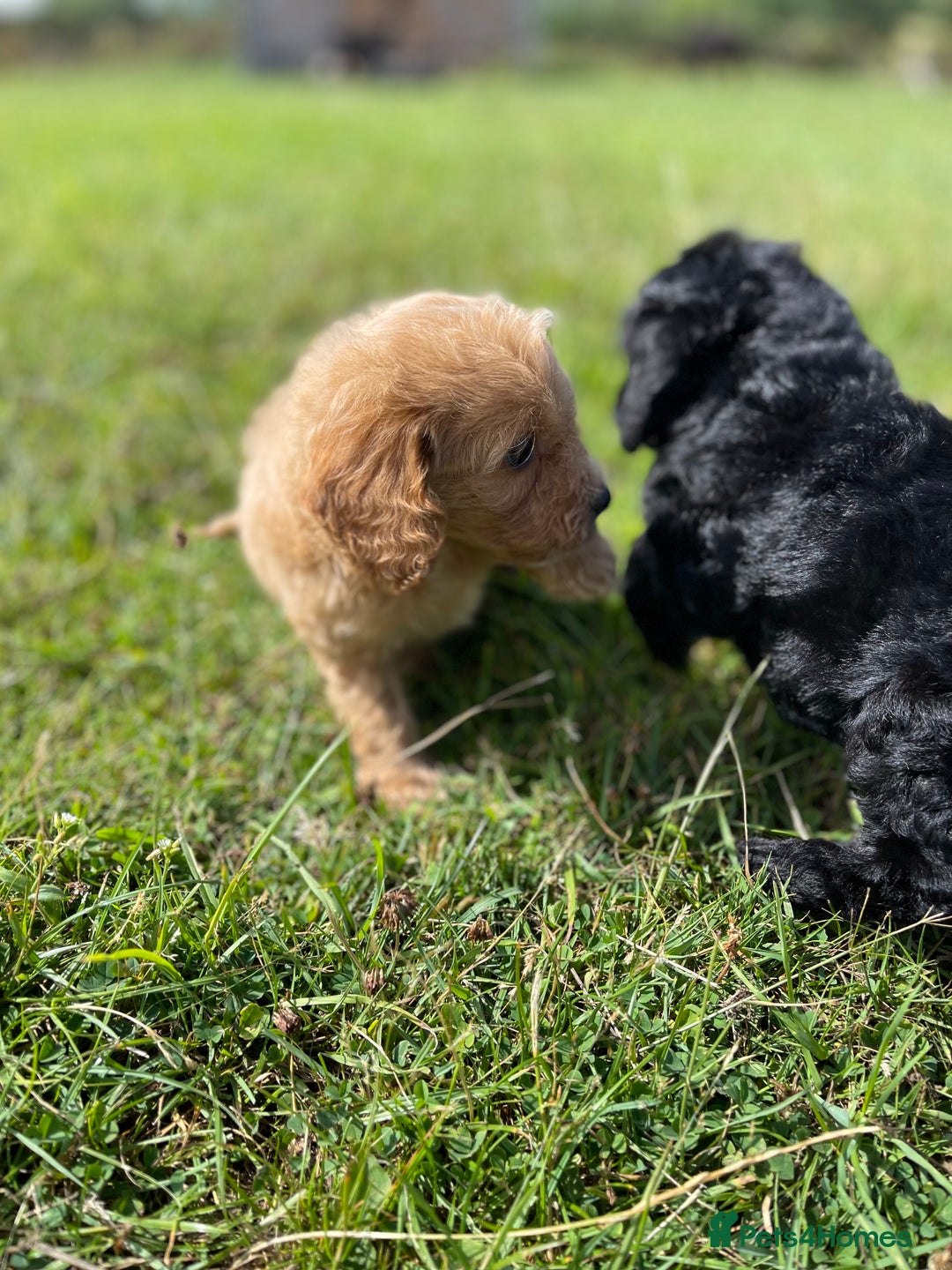 Cockapoo dogs for sale: F1 cockapoos - Image 19