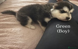 Utonagan dogs for sale: Siberian Husky cross Alaskan Malamutes Puppies - Image 5