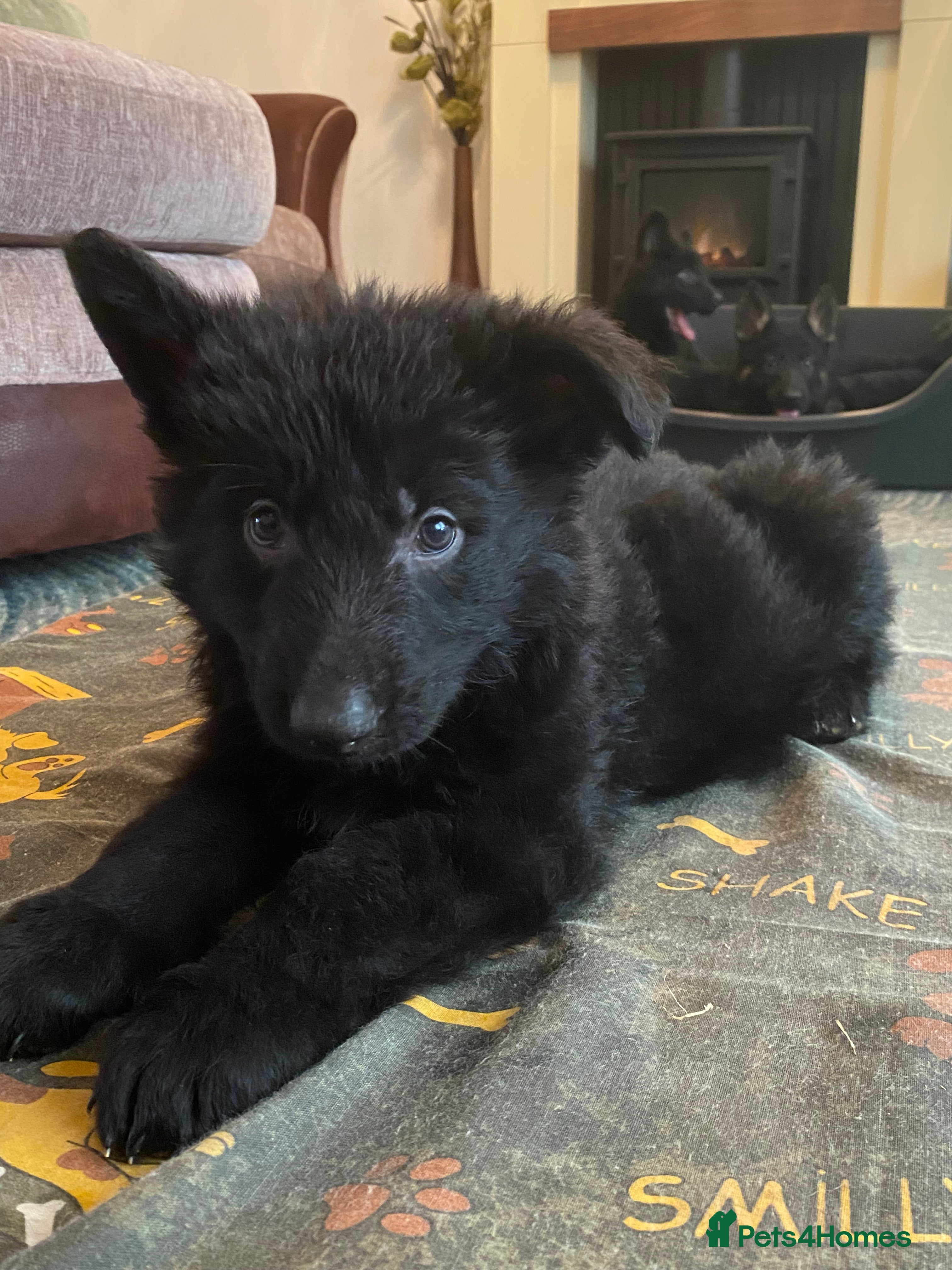 German Shepherd dogs German shepherd puppies O.N.O - Advert 6