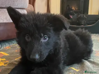 German Shepherd dogs German shepherd puppies O.N.O - Advert 6