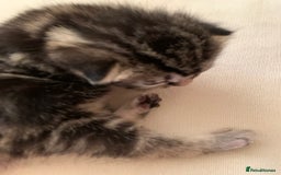 Mixed Breed cats for sale: 3 beautiful kittens for sale - Image 7