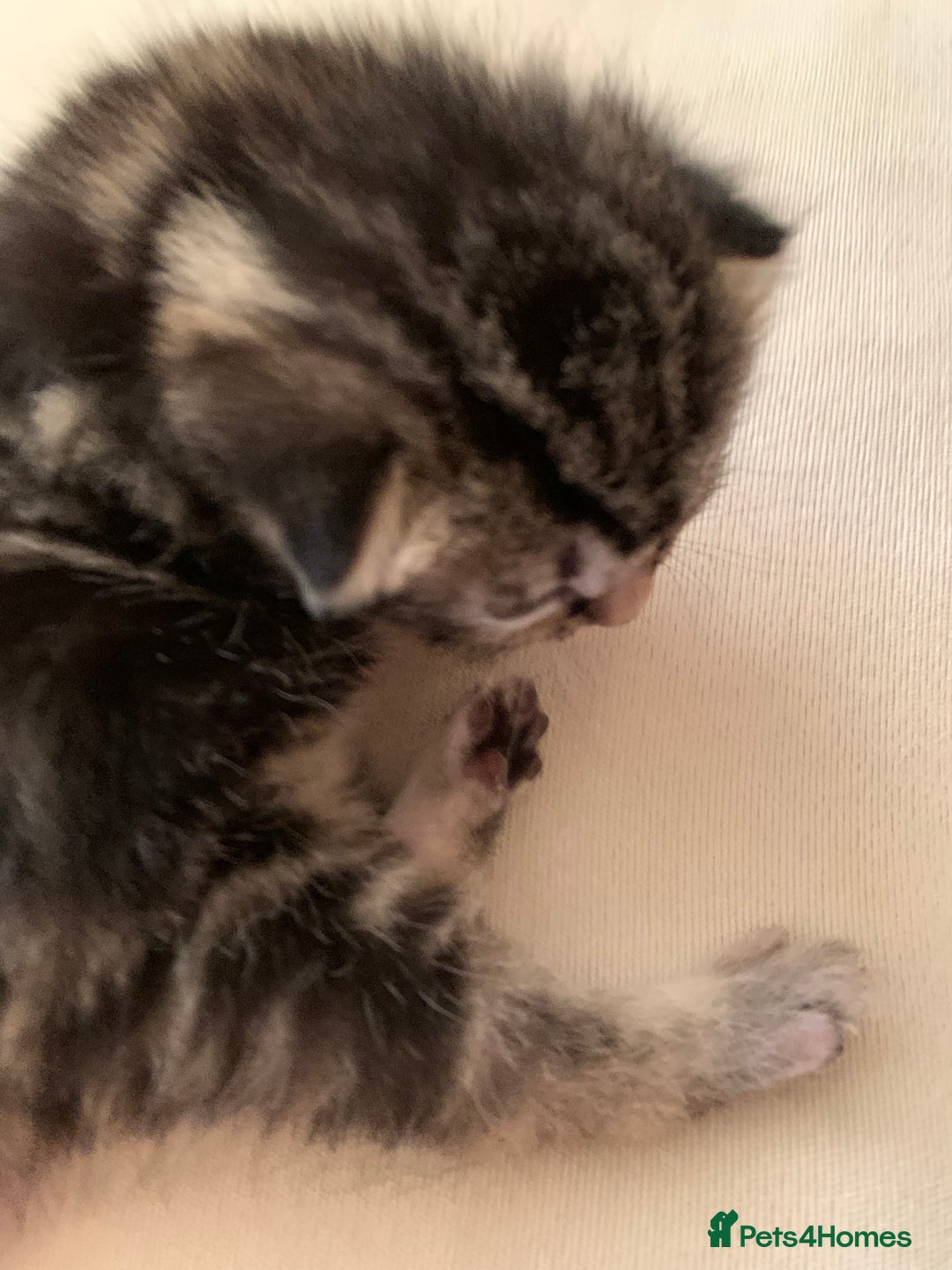 Mixed Breed cats for sale: 3 beautiful kittens for sale - Image 7