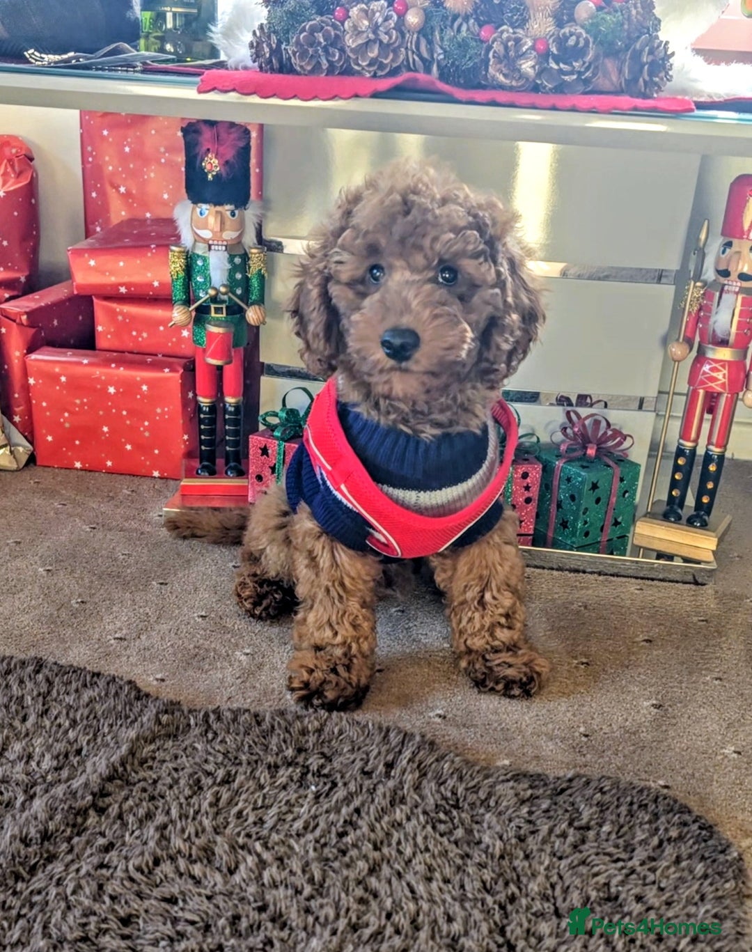 Miniature Poodle dogs for sale: MINIATURE POODLE BOYS NOW AVAILABLE!  - Advert 2