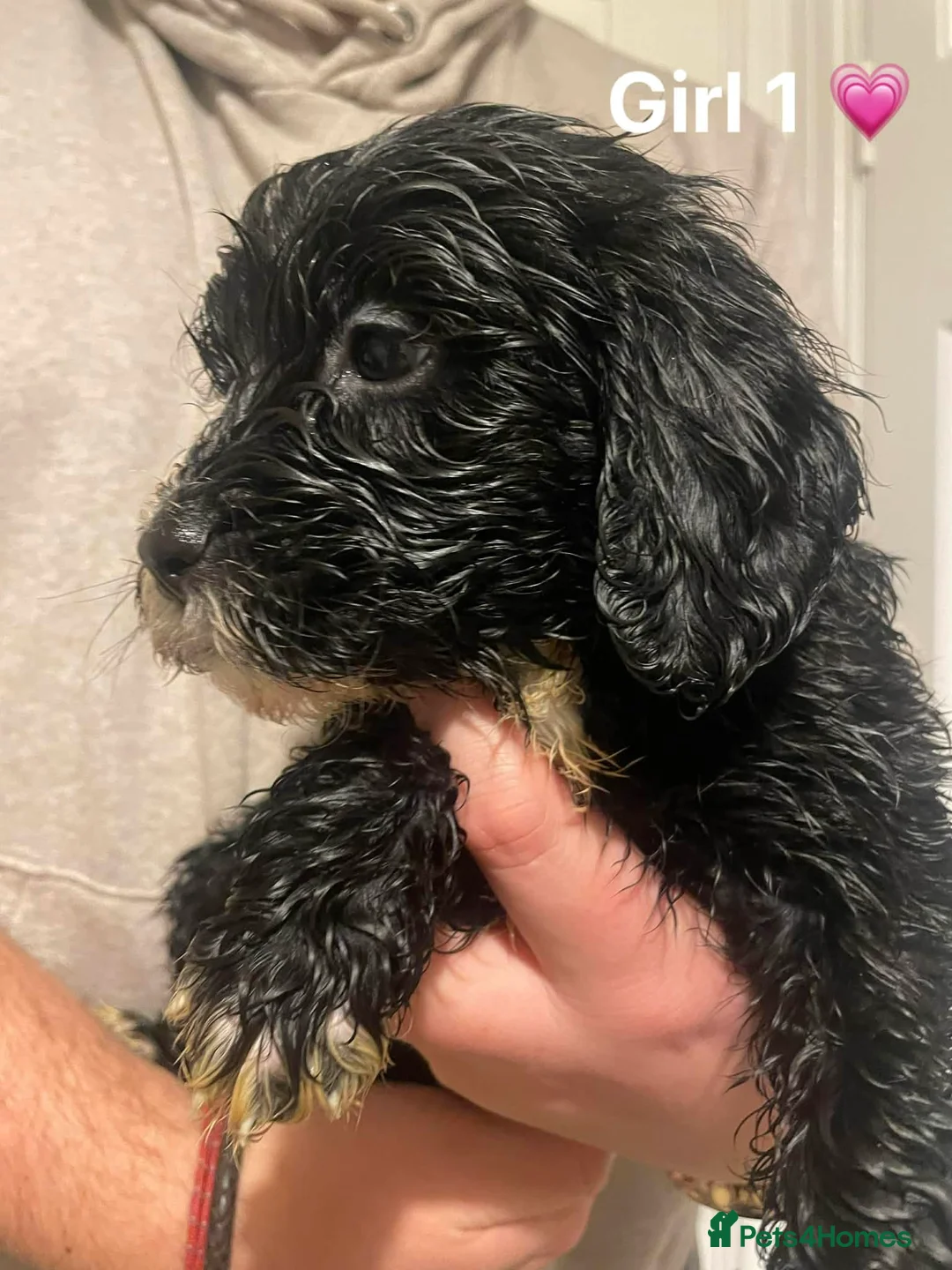 Cockapoo dogs for sale: Cockapoo Puppies (2 Boys, 2 Girls) - Advert 3