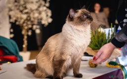 Ragdoll cats for sale: GRAND Champion European Line kittens.FULL PEDIGREE - Image 7