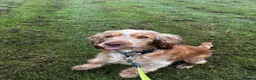 Cocker Spaniel dogs for sale: Gorgeous Cocker Spaniel  in Pontefract - Advert 2