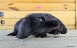 French Lop rabbits for sale: French Lops - Advert 7