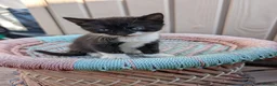 Domestic Shorthair cats for adoption: Become a Penny Paws foster homes for cats in need - Advert 3