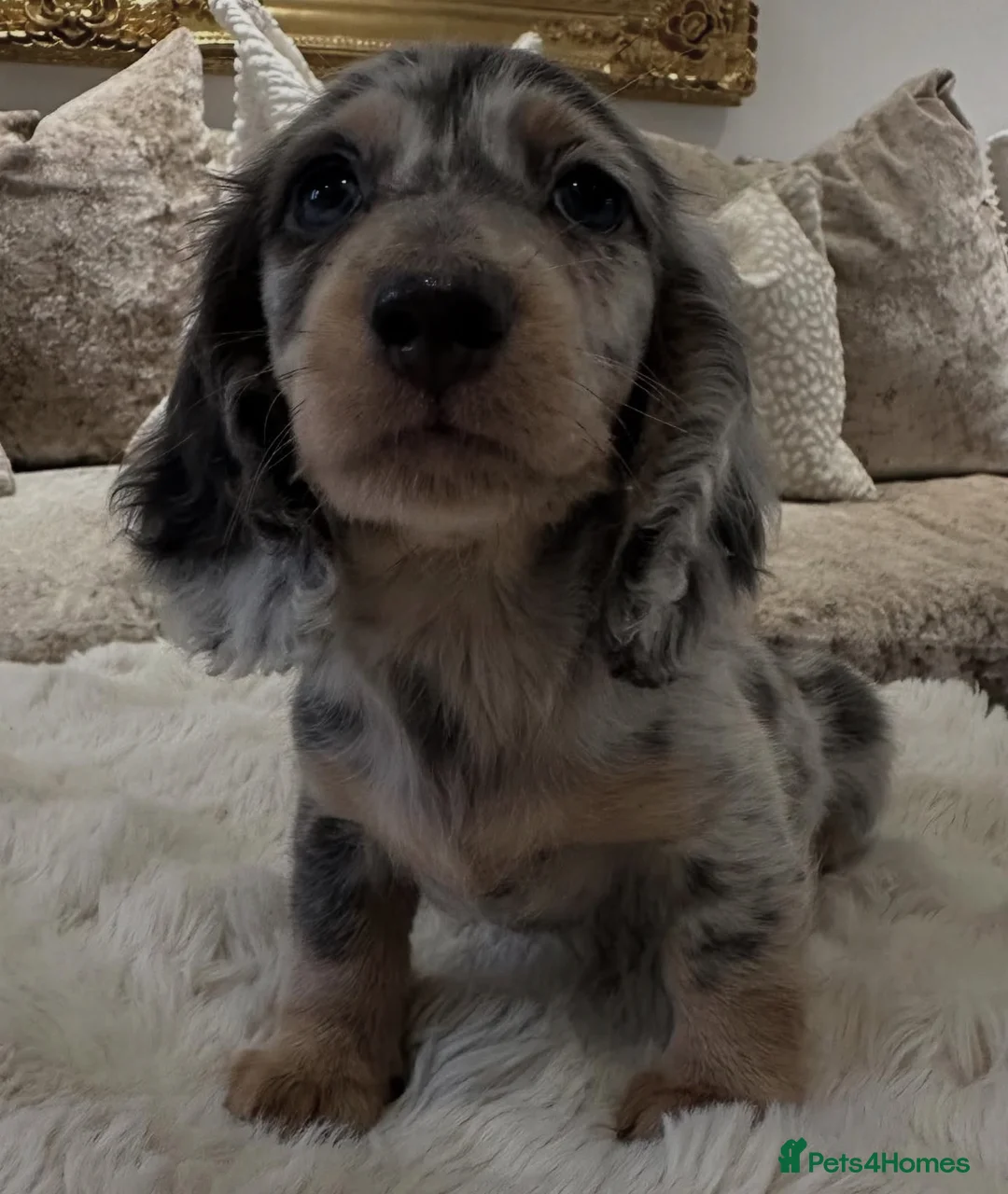 Miniature Dachshund dogs for stud: ✨chocolate and tan mini long haired dachshund ✨kc  - Advert 6