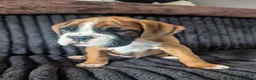 Boxer dogs for sale: Stunning boxer puppies  - Advert 32
