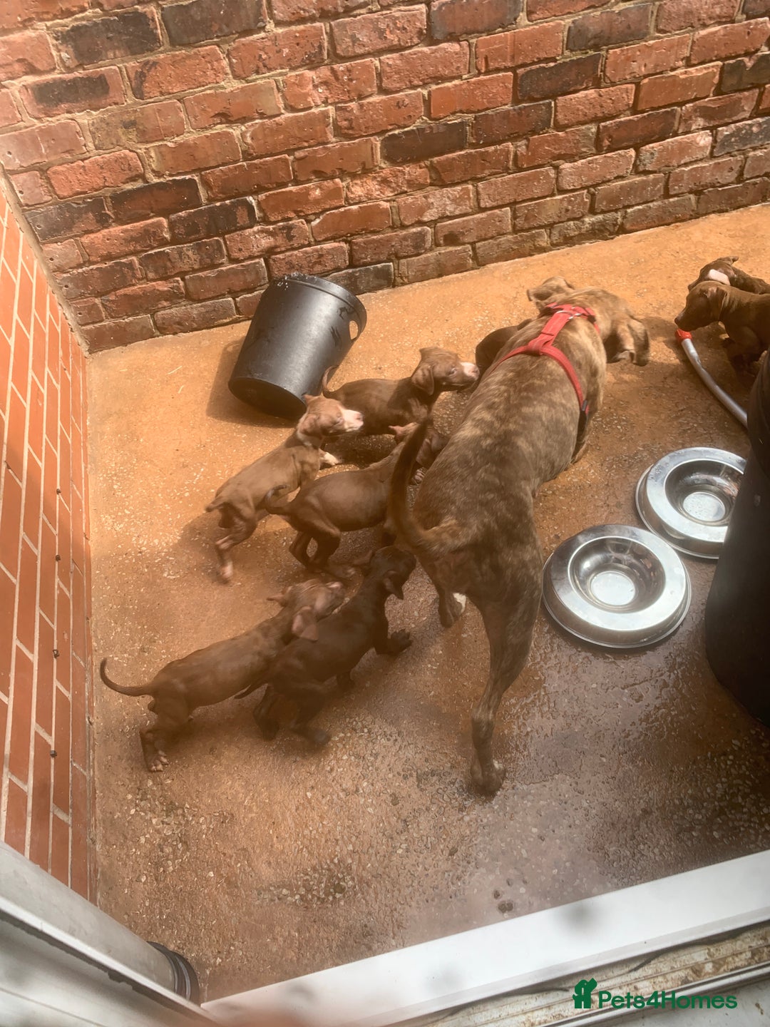 American Bully dogs for sale: Bully puppy’s   - Image 5