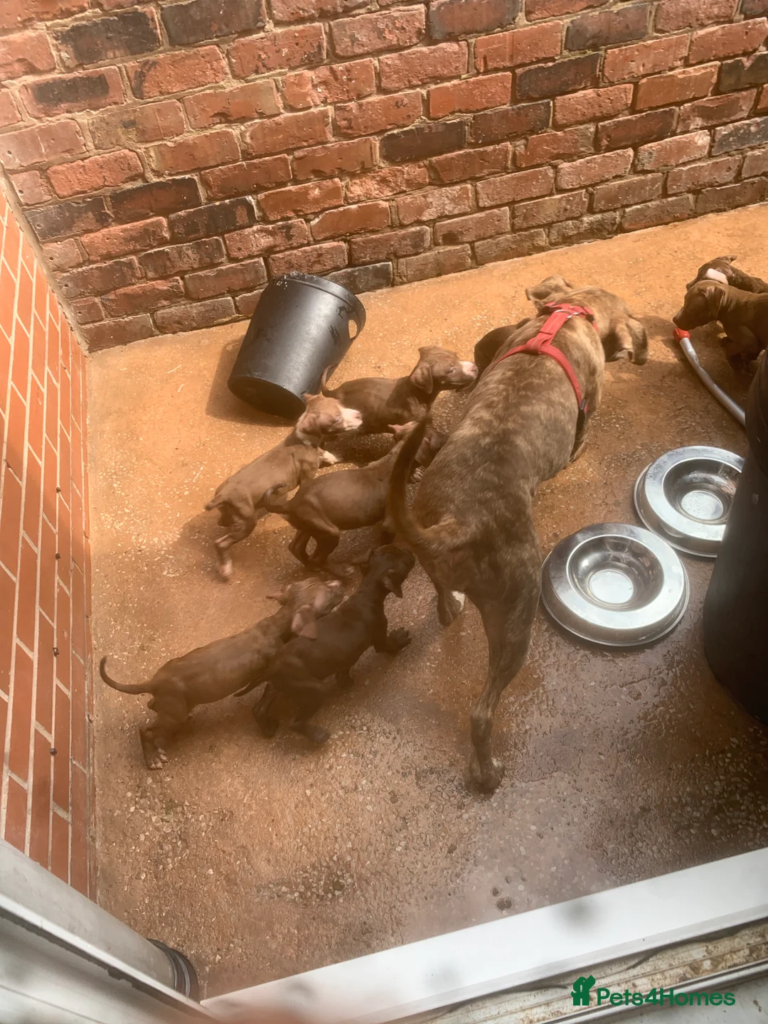 American Bully dogs for sale: Bully puppy’s   - Advert 5