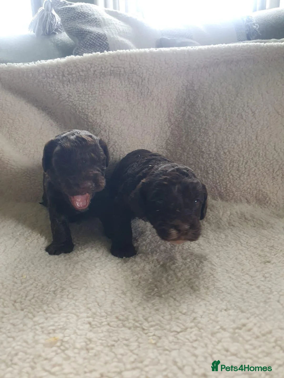 Cockapoo dogs for sale: cockapoo f1 puppies - Advert 4