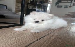 Pomeranian dogs for sale: Adorable White Teddy-Bear Pom Puppies! - Image 32