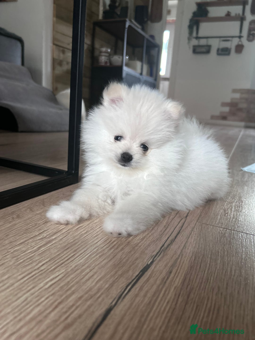 Pomeranian dogs for sale: Adorable White Teddy-Bear Pom Puppies! - Image 32
