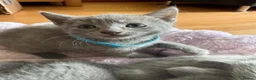 Russian Blue cats for sale: TICA REGISTERED Pure Breed Russian Blue Kittens - Advert 5