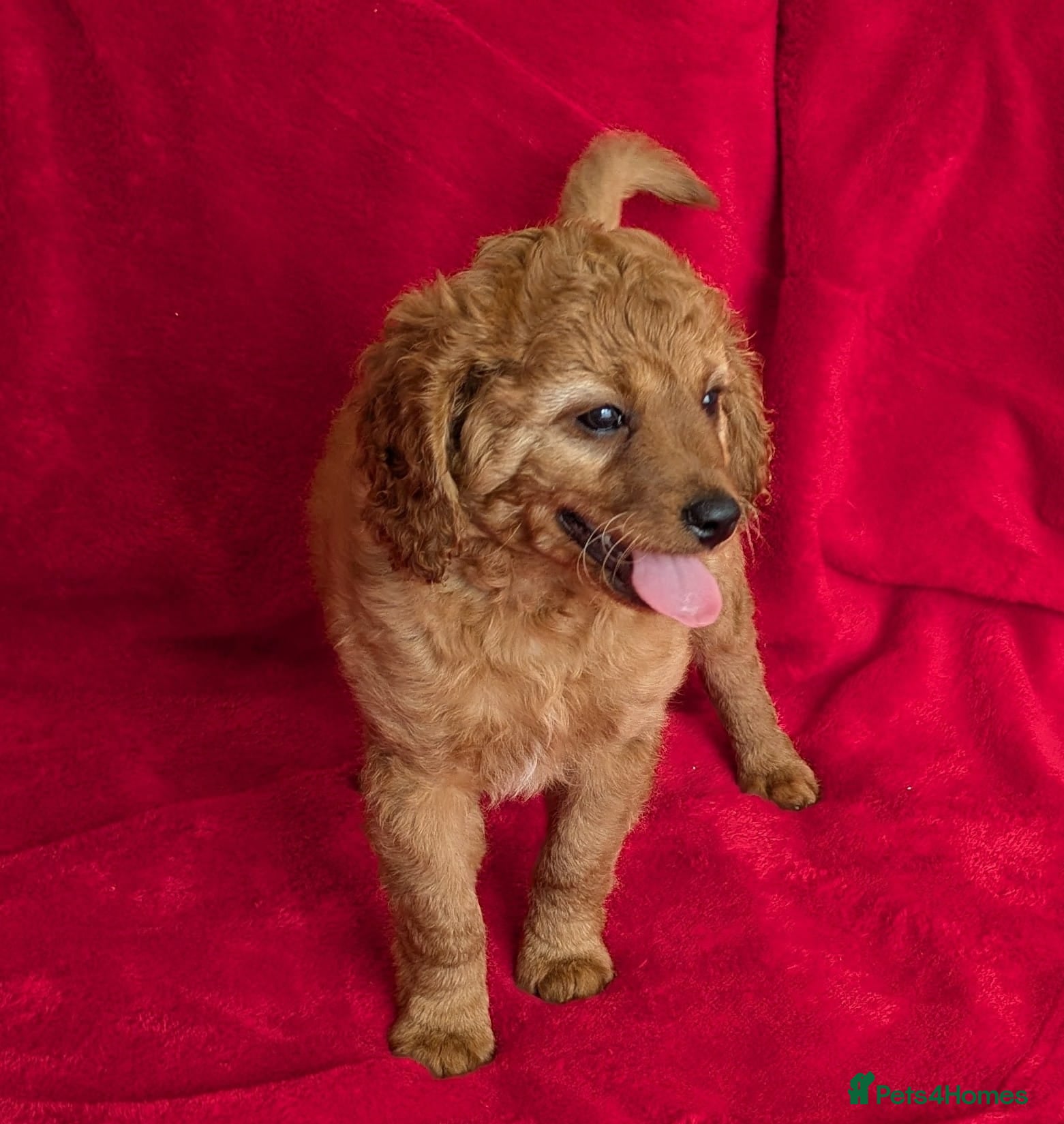 Cavapoo dogs ONLY ONE BOY PUPPY LEFT, price open to negotiation - Advert 2